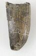 Allosaurus Tooth - Colorado #36389-1